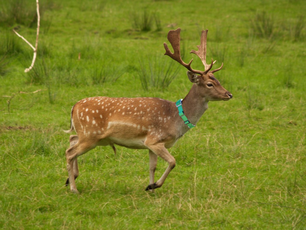   NAVISET SATLOCATOR ANIMAL IRIDIUM